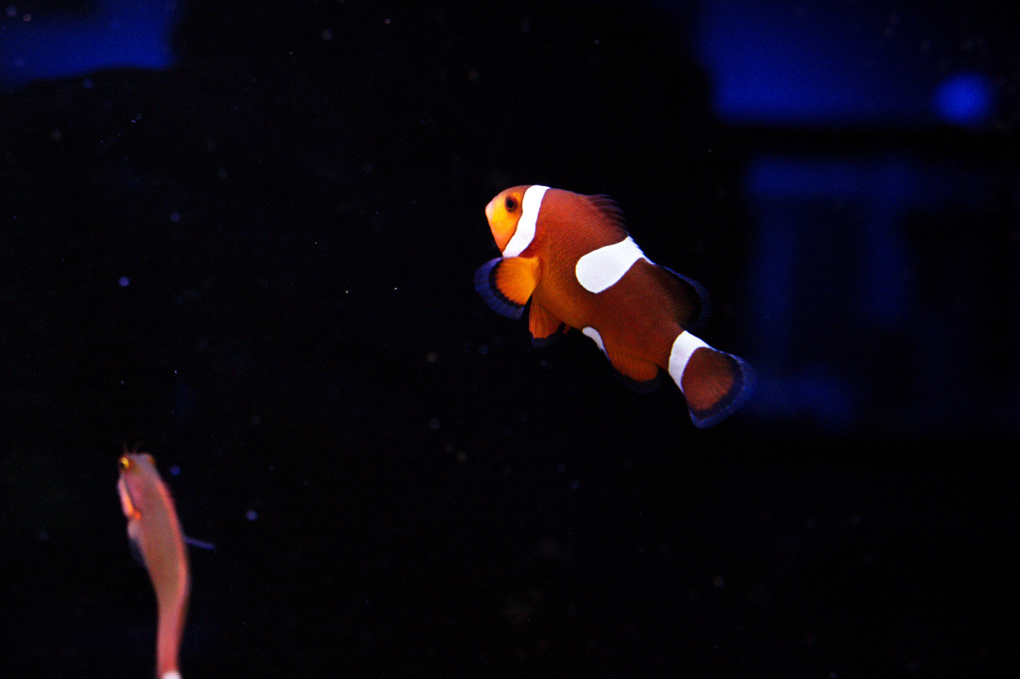 Misbar Ocellaris Clownfish(Jimmy)