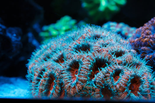 Red and Teal Acans