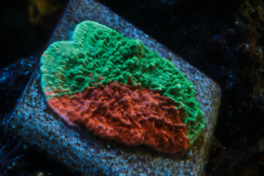 Grafted montipora
