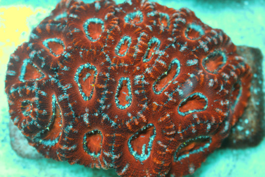 Red Micromussa
