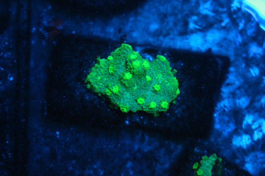 Green Encrusting Montipora