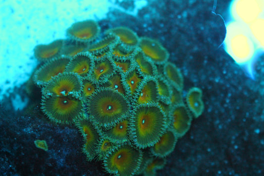 Green and Yellow Zoas