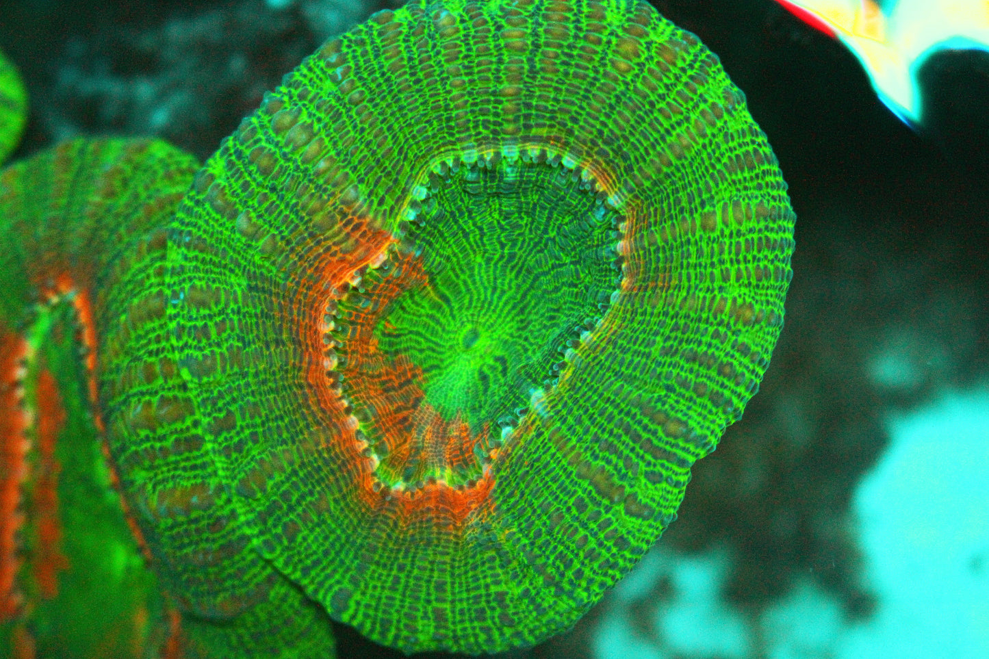 Green and Red Lobophyllia
