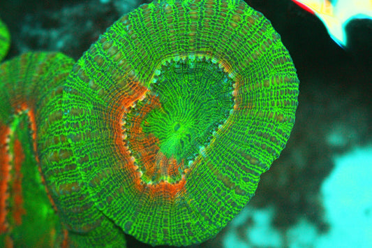 Green and Red Lobophyllia