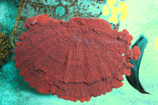 Red Leaf plate montipora