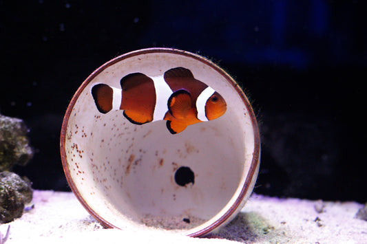Medium Ocellaris Clownfish(Maria)