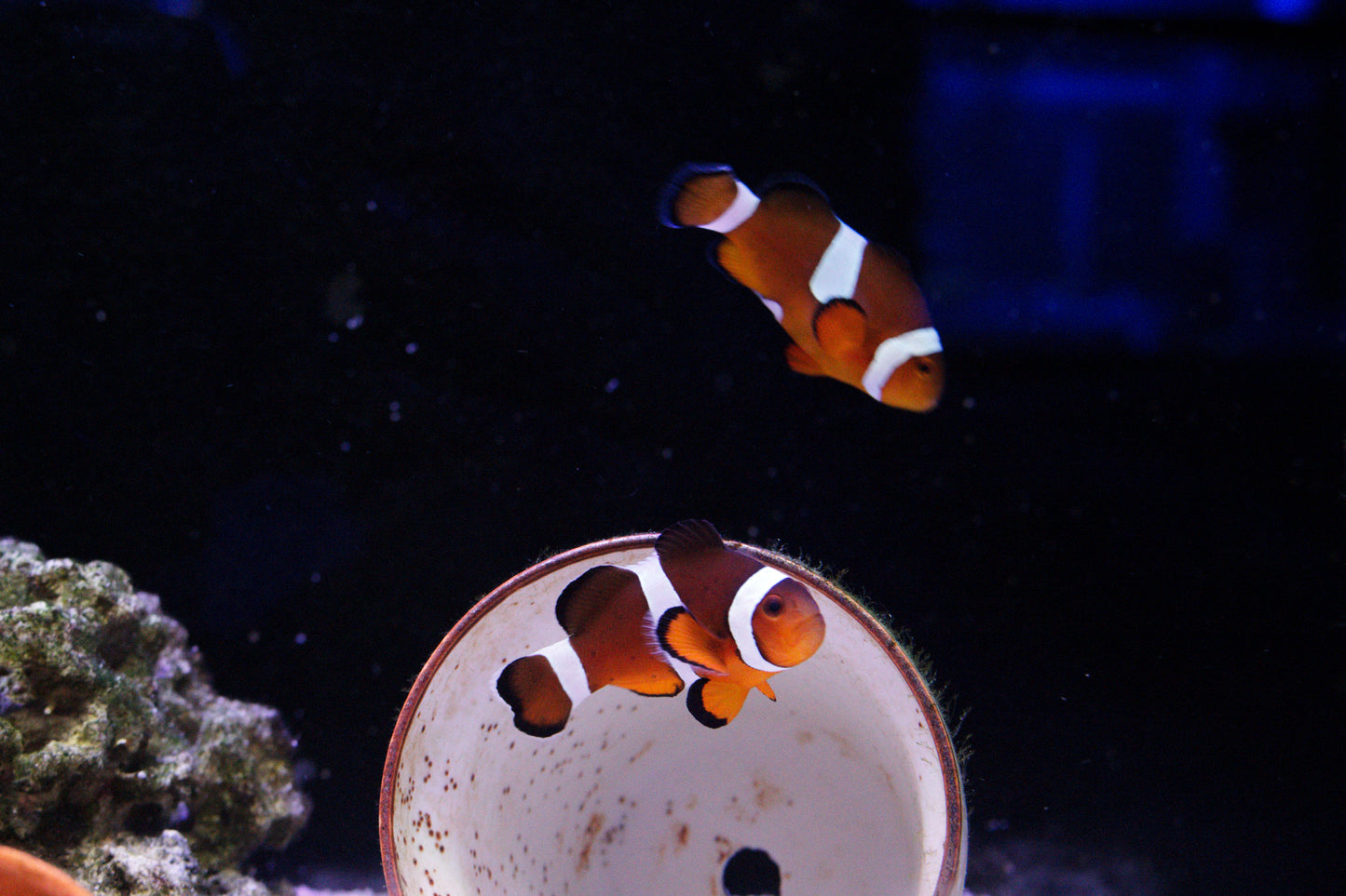 Medium Ocellaris Clownfish(Maria)